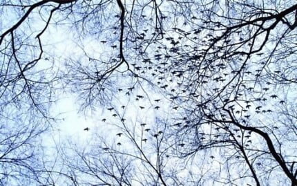 Bird Vinyl Wall Graphics 19