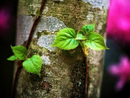 Spring TIme Vinyl Wall Decals 08