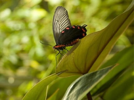 Butterflies and Bugs Wall Decals 37