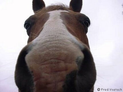 Horse Wall Art Decals 12