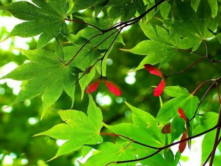 Spring TIme Vinyl Wall Decals 16