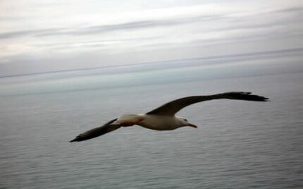 Bird Vinyl Wall Graphics 22