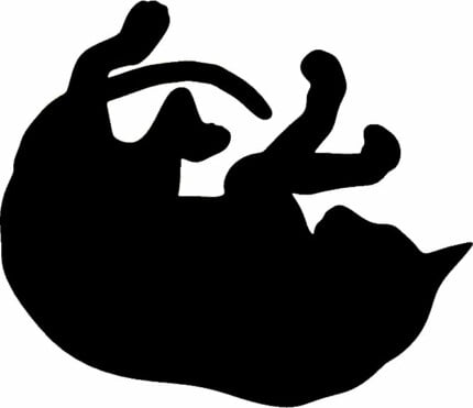 Cat Cats Animal Animals Vinyl Decal Sticker 08