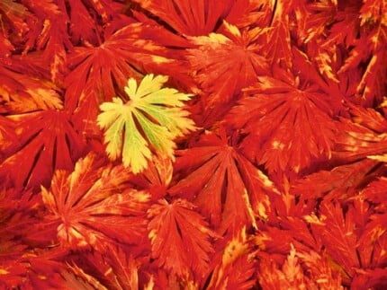 Fall Colors Adhesive Wall Graphics 60