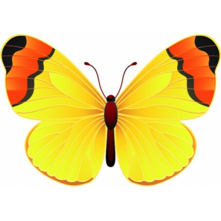 Butterfly Color Window or Wall Sticker 3