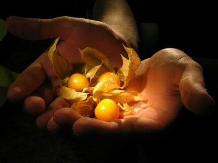 Close Up Photography Vinyl Graphics 10