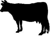 Cow Decal