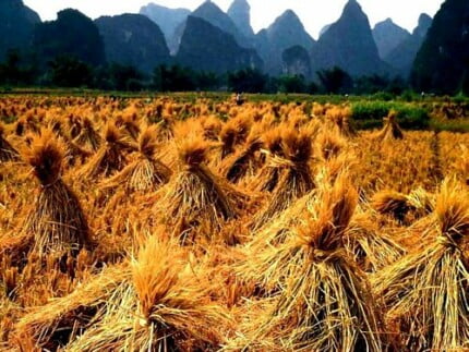 Landscape Vinyl Wall Graphic Decals 50