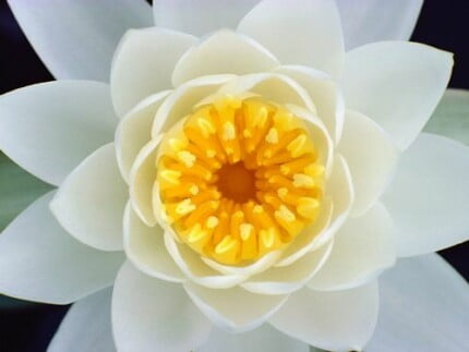 Flowers and Plants Vinyl Wall Art 020