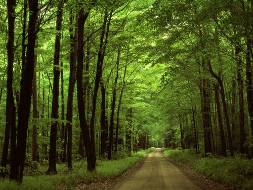 Forest and Trees Vinyl Wall Decals 002