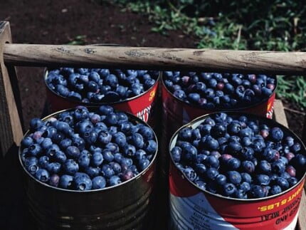 Close Up Photography Vinyl Graphics 20