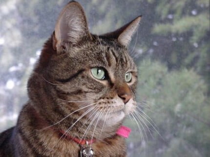 Cat Vinyl Wall Graphics 18