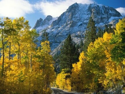 Fall Colors Adhesive Wall Graphics 37