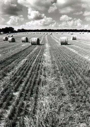 Black and White Vinyl Wall Decals 09