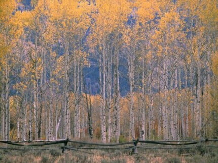 Fall Colors Adhesive Wall Graphics 05