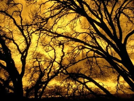 Forest and Trees Vinyl Wall Decals 033