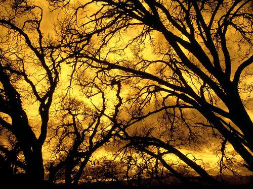 Forest and Trees Vinyl Wall Decals 033