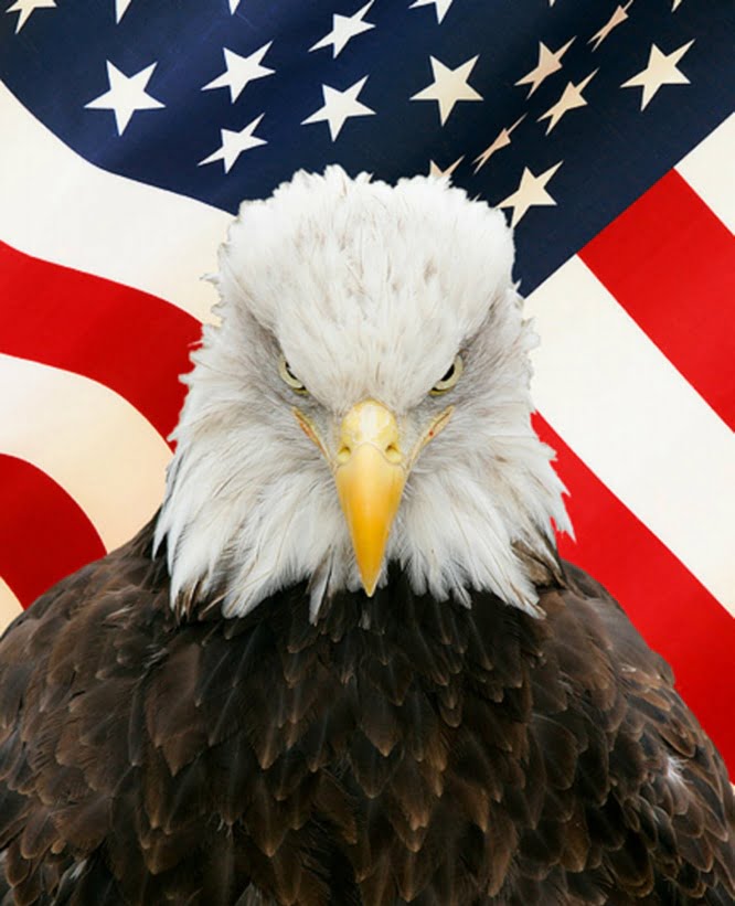Bald Eagle with Flag Digital Vinyl Decal Sticker