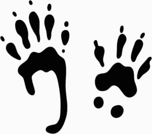 Animal Tracks Vinyl Decals 3