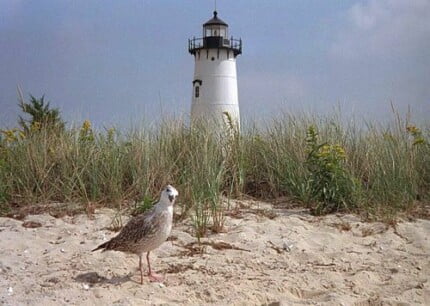 Bird Vinyl Wall Graphics 12