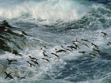 Bird Vinyl Wall Graphics 17