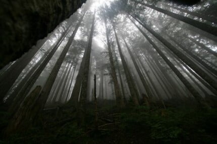 Forest and Trees Vinyl Wall Decals 050