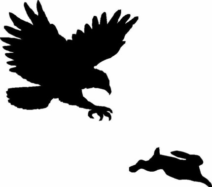 rabbit hunting with hawk decal