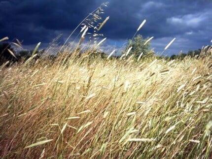 Landscape Vinyl Wall Graphic Decals 48