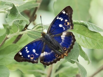 Butterflies and Bugs Wall Decals 25