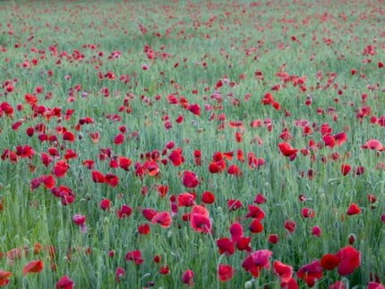 Flowers and Plants Vinyl Wall Art 053