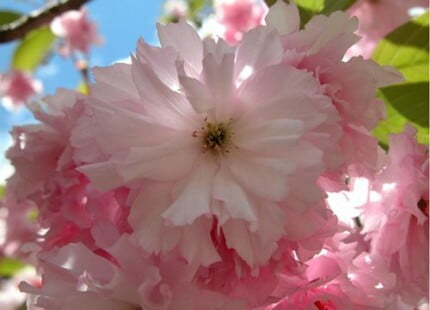 Flowers and Plants Vinyl Wall Art 044