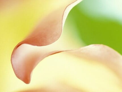 Flowers and Plants Vinyl Wall Art 063