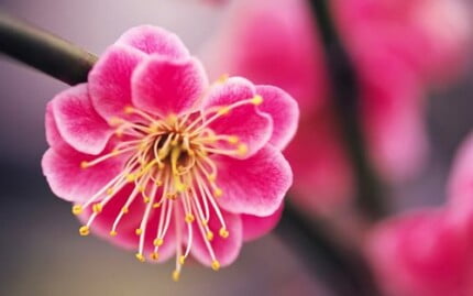 Flowers and Plants Vinyl Wall Art 088