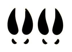 Deer Tracks Decal