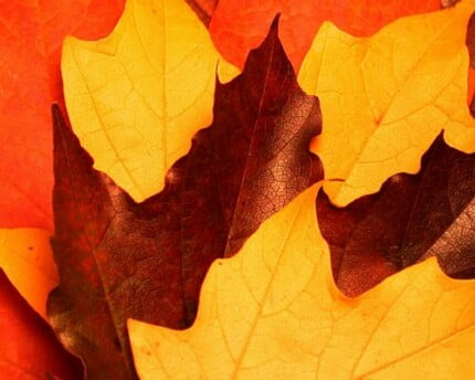 Close Up Photography Vinyl Graphics 14