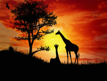 African Animal Stickers COLOR 3