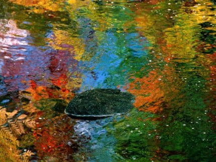 Fall Colors Adhesive Wall Graphics 53