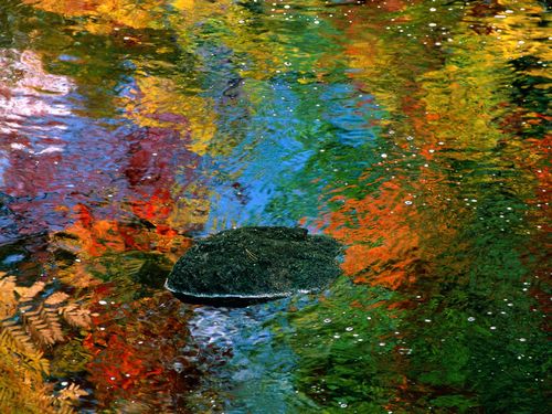 Fall Colors Adhesive Wall Graphics 53